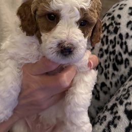 Cavapoo and Goldendoodle Puppies from Christianna’s Mini Goldendoodles