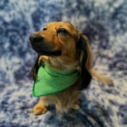 Mr. J Balvin - Dachshund