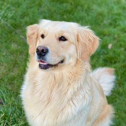 Golden Retriever All Grown Up from Highlander's Goldens of Howell