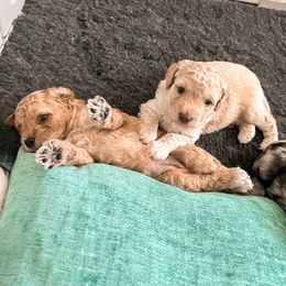 Goldendoodle Puppies from The Dood Effect