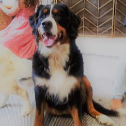 Aussiedoodles, Bernedoodles, Goldendoodles, and Sheepadoodles from Johnson's Doodles