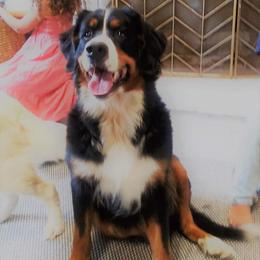 Aussiedoodles, Bernedoodles, Goldendoodles, and Sheepadoodles from Johnson's Doodles