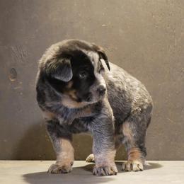 Archer - Blue male Australian Cattle Dog puppy in Buffalo Valley, Tennessee from Buffalo Valley Breeders