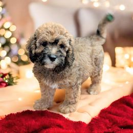 Fester - Sable male Cavapoo puppy in Sparta, Missouri from Sis' Doodles & Poodles