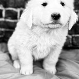 Green Girl - White female Great Pyrenees puppy in Elfrida, Arizona from Outlaw Acres Farm & Kennels