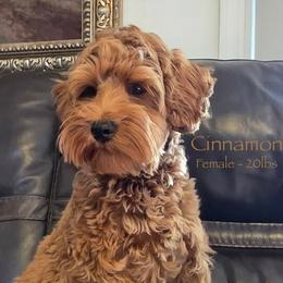Cinnamon - CF0550 - Apricot female Australian Labradoodle puppy in Easley, South Carolina from Royal Diamond Labradoodles