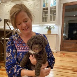Lagotto Romagnolo Puppies from Southern Lagotto
