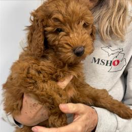 Bridget - Red  female Goldendoodle puppy in Conklin, Michigan from Lake Michigan Couture Cavapoos & Cockapoos