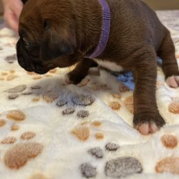 Girl 1 - Fawn female Boxer puppy in Fall River, Massachusetts from DaCosta’s Boxers