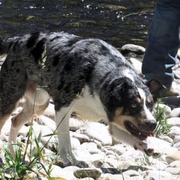 Heihei - Australian Cattle Dog