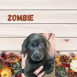 Zombie - Charcoal male Dilute Retriever puppy in Somerset, Pennsylvania from Chickentown Labradors