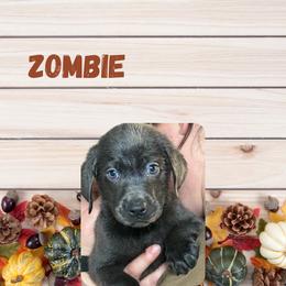 Zombie - Charcoal male Dilute Retriever puppy in Somerset, Pennsylvania from Chickentown Labradors
