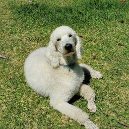 SNOWBALL - Poodle