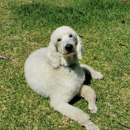 SNOWBALL - Poodle