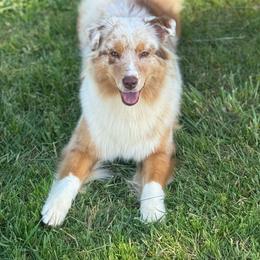 RMF4 - Red merle female Australian Shepherd puppy in Chehalis, Washington from Wandering Acres Ranch