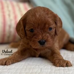 Velvet - Red female Cavapoo puppy in Beckley, West Virginia from By Design Doodles