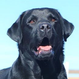 Franni - Labrador Retriever