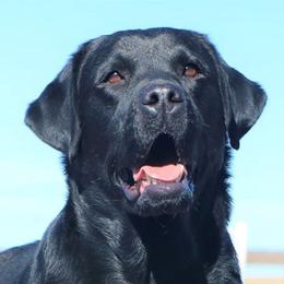 Franni - Labrador Retriever