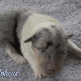 Alpheus - Blue merle male Collie puppy in Malvern, Arkansas from Lost Acres Collies