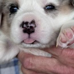 American Corgi, Cardigan Welsh Corgi, and Pembroke Welsh Corgi Puppies from Gingerbread