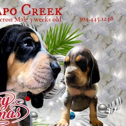 Boy 3 - Bluetick Coonhound puppy in Andalusia, Alabama from Wetapo Creek Kennel