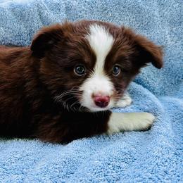 Red bicolor - Red & white male Toy Australian Shepherd puppy in Randleman, North Carolina from Deep River Aussies and Dachshunds