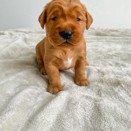 Cypress - Dark golden Golden Retriever puppy in Nampa, Idaho from Redwood Goldens