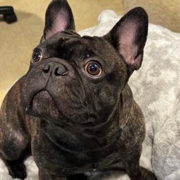 Dyno - French Bulldog