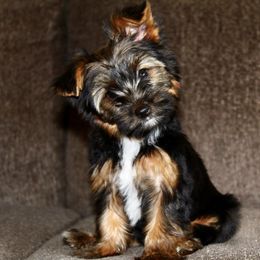 Yorkshire Terrier Puppies from Diamond in a Rough Yorkies