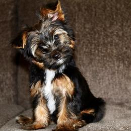 Yorkshire Terrier Puppies from Diamond in a Rough Yorkies