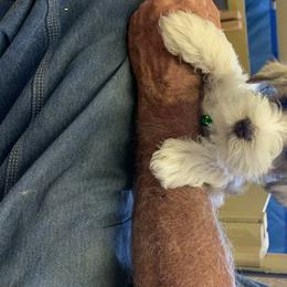 Miniature Schnauzer Puppies from Circle R Ranch