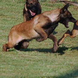 Belgian Malinois, Labrador Retriever, and Shetland Sheepdog Puppies from StoneFox