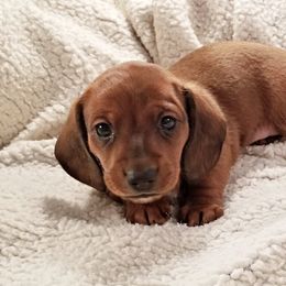 Dachshunds and Miniature Schnauzers from Chestnut Hill Farm
