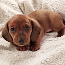 Dachshunds and Miniature Schnauzers from Chestnut Hill Farm