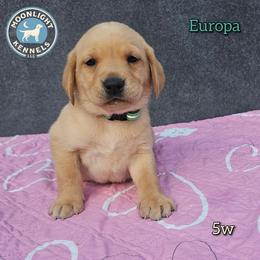 Europa - Yellow female Labrador Retriever puppy in Elloree, South Carolina from Moonlight Kennels LLC