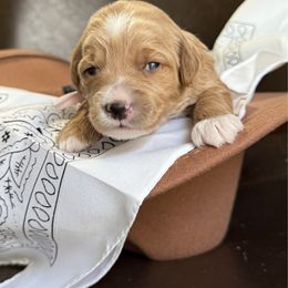 Shania - Red  female Goldendoodle puppy in Clinton, Utah from Golden Law Kennels