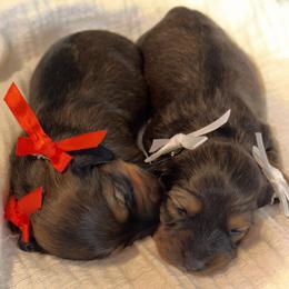 Dachshund puppies from Weenie Village