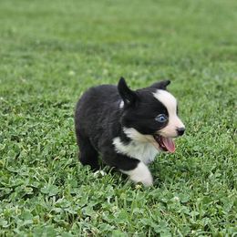 Onyx - Black & white male Miniature Australian Shepherd puppy in Owensboro, Kentucky from JnT's Bluegrass Mini Aussies