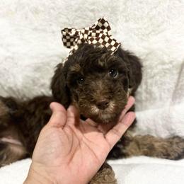 KISSES - Brown and white female Aussiedoodle puppy in Houston, Texas from Jomelkin Furry Pals