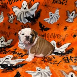 Deliria - Red and white female Bulldog puppy in Jacksonville, Florida from Semper Fi Bulldogs
