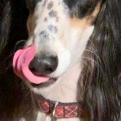 Salukis from Sundog Saloon Salukis