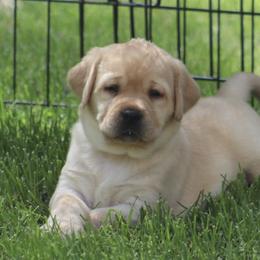 Labrador Retriever Puppies from Pineview Meadow Labradors