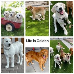 Golden Retriever Puppies from Suzy’s Golden Girls