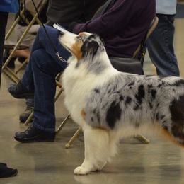 Australian Shepherds from Tuscany acres aussys
