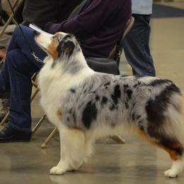 Australian Shepherds from Tuscany acres aussys