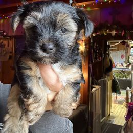 Frosty - Black and tan male Yorkshire Terrier puppy in South Lake Tahoe, California from Sierra Nevada Yorkies