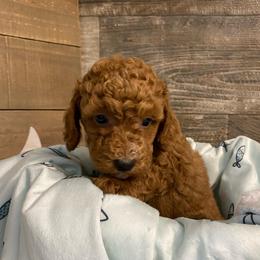 Copper - Red  male Poodle puppy in Osseo, Michigan from Paws in the Country