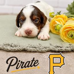 Pirate - Tri-color female Australian Labradoodle puppy in Denton, Texas from Liberty Hill Labradoodles