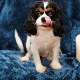 Cavalier King Charles Spaniel All Grown Up from Charming cavaliers
