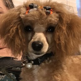 Ruby - Poodle